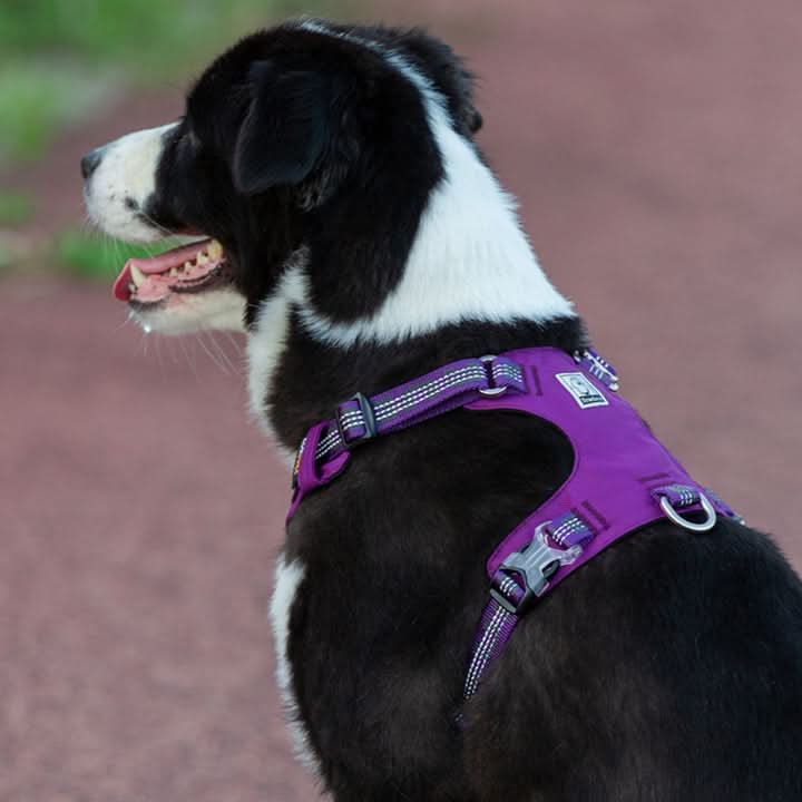 True Love Lightweight Reflective Harness - Purple, XL
